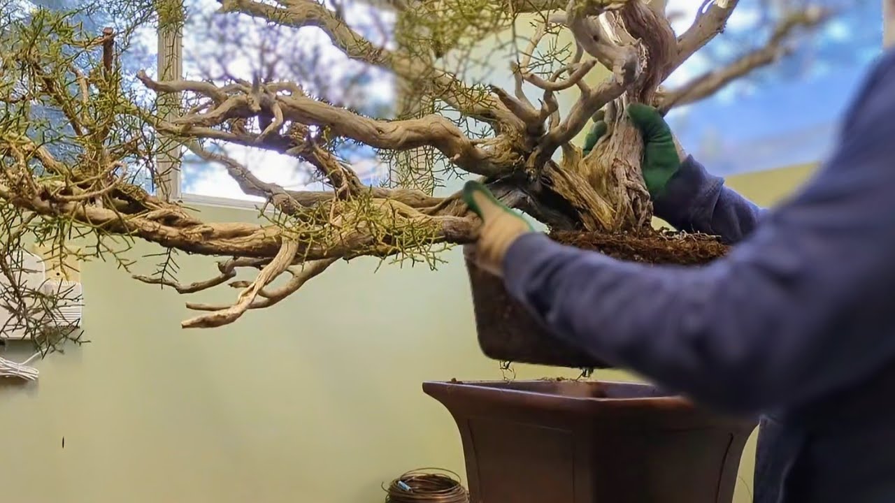 Collected (Yamadori) California Juniper Bonsai, Repotting After 14 Years