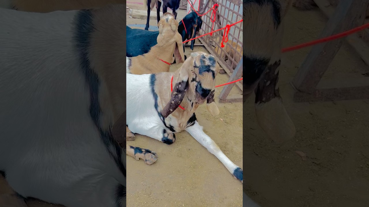 Ghazipur Bakra Mandi In Delhi || 90kg Goat || Big Goat || #goat #goatEid2024