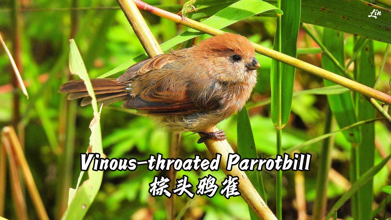 Vinous-throated Parrotbill