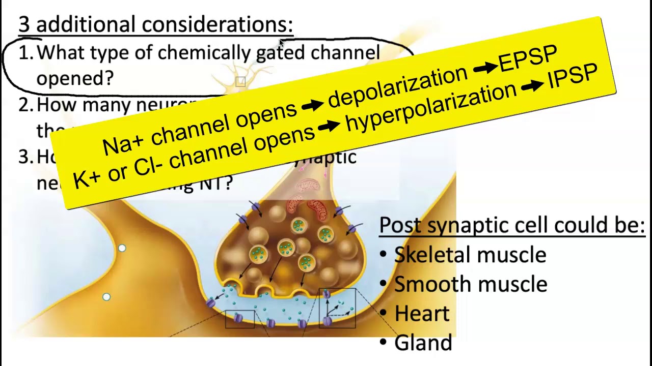EPSP, IPSP, Summation