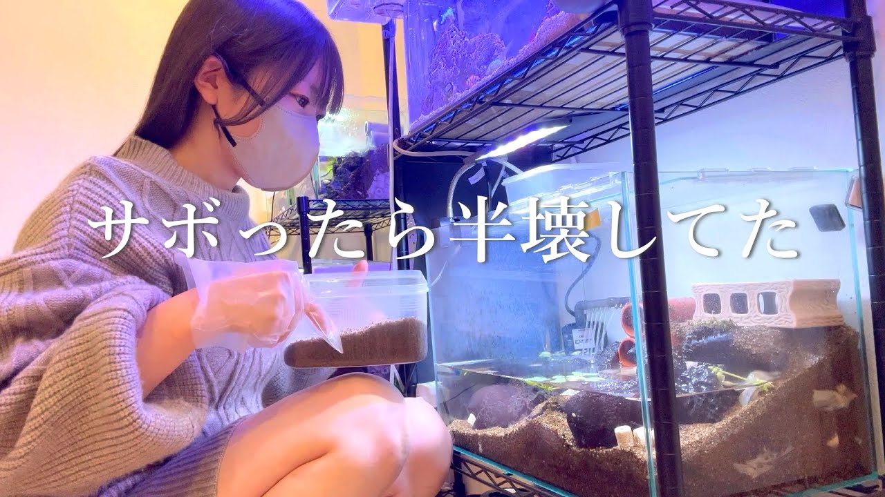 【どうしてここまで荒れた】サボってたサワガニ水槽の手入れと新しい水草を購入してみた