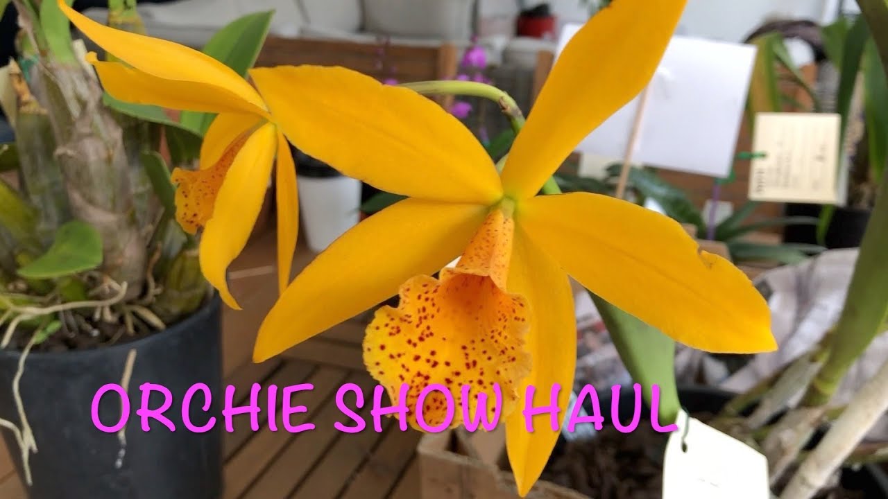 ORCHID SHOW HAUL: Australian Dendrobiums, Cattleyas and more!
