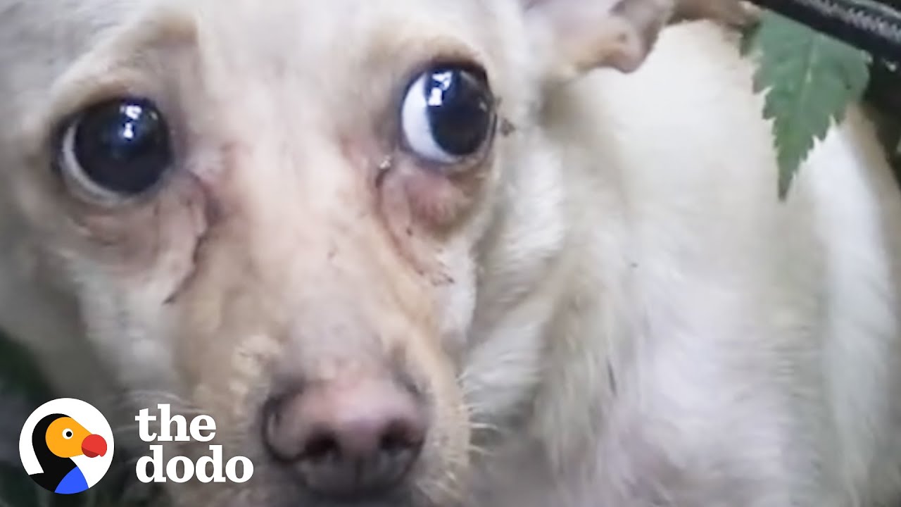 People Rescued Scared Chihuahua From The Streets | The Dodo