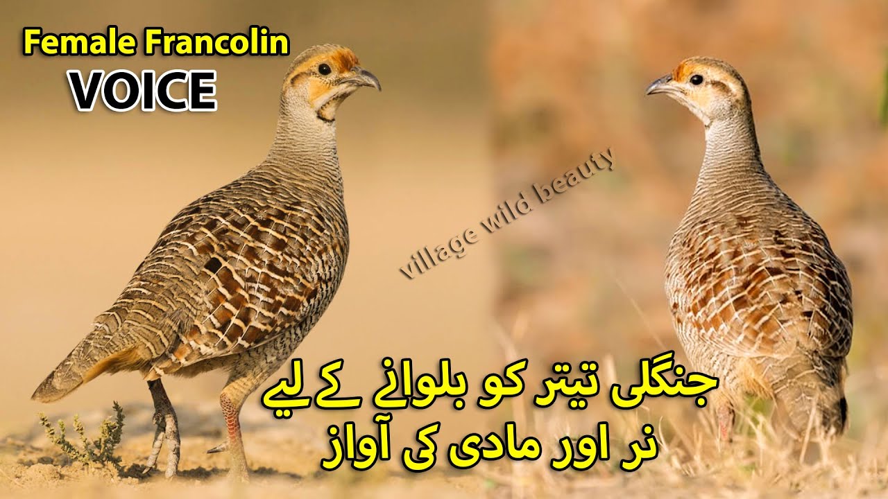 Female Male Teetar Voice | Teetar ko Bulaany wali Awaz | Teetar Shikar ki Awaz