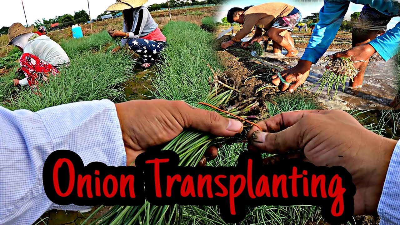 PA-UNANG LIPAT TANIM NG SIBUYAS #farmlife #onion