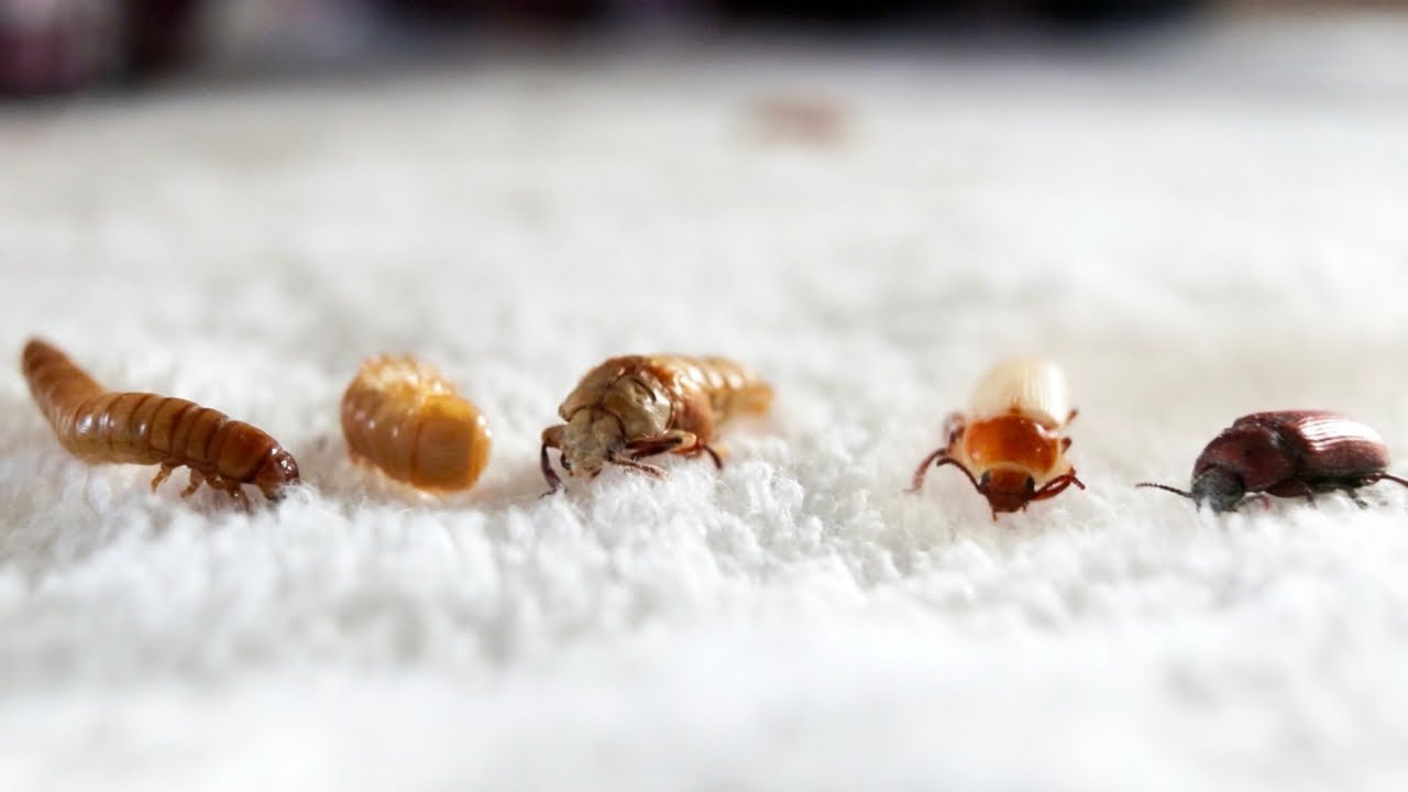 Raising mealworms… is it worth it? (and do they taste good?)