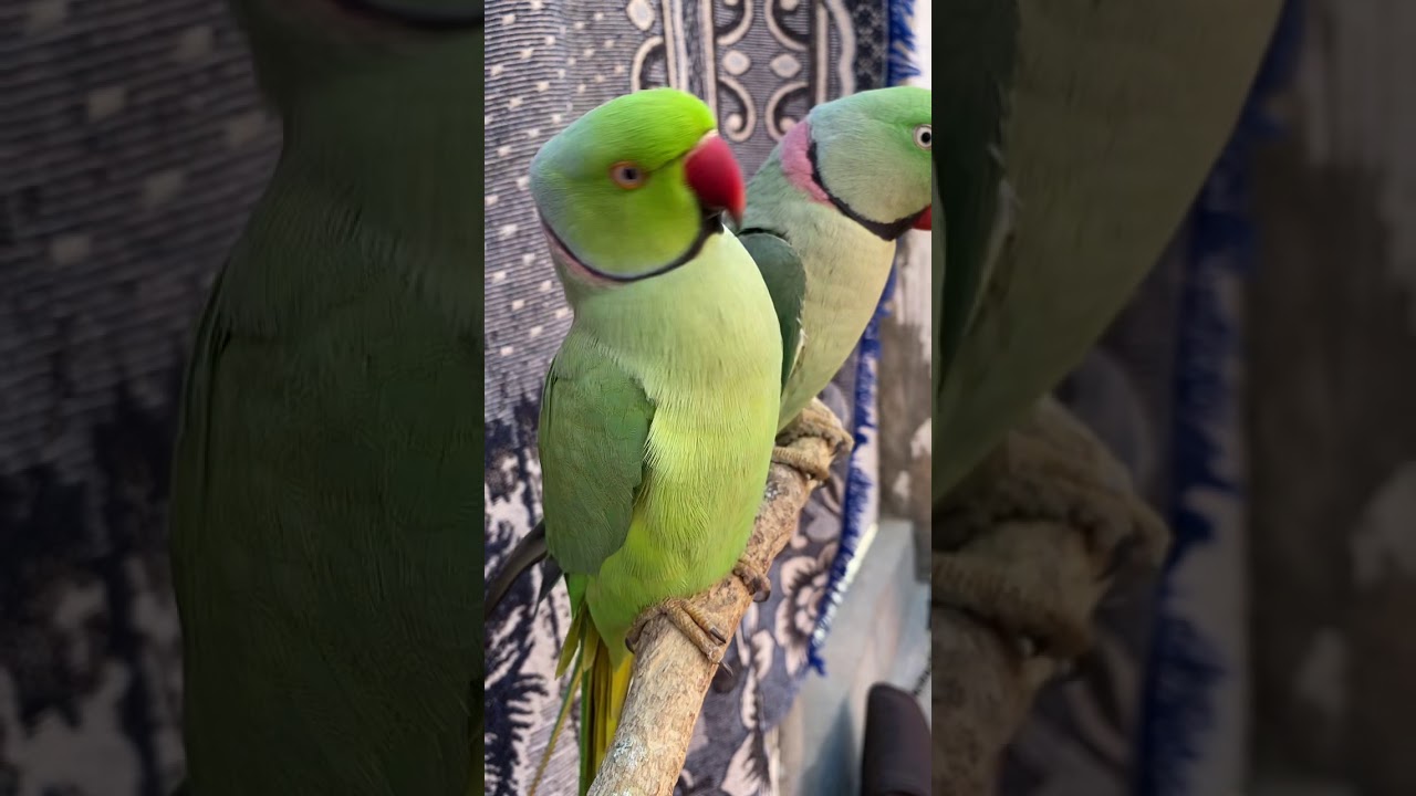 Talking parrot very funny | shorts