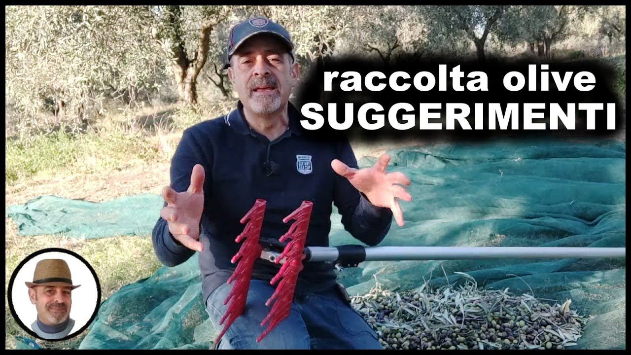Raccolta olive con rastrellini, le impressioni a caldo (PARTE 3) जैतून चुनना