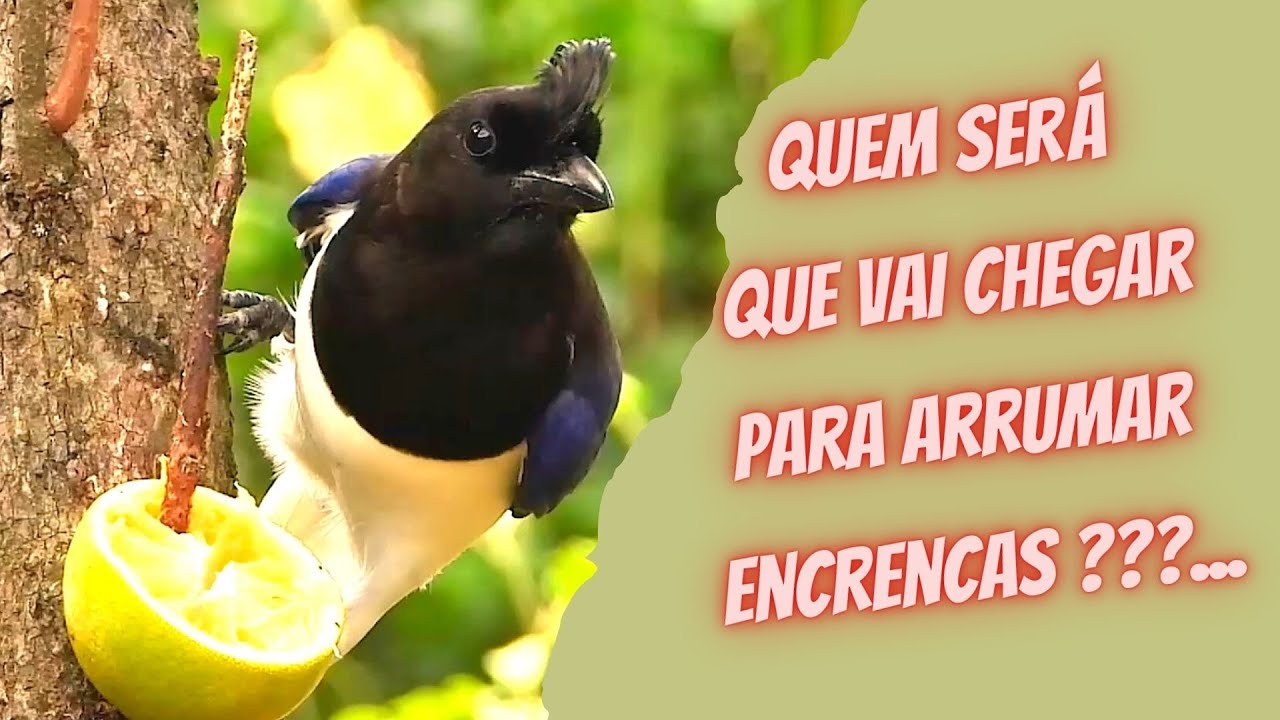 GRALHA-DO-CAMPO (CYANOCORAX CRISTATELLUS), CURL-CRESTED JAY, Gralha-do-cerrado, Canc&atilde;o-da-chapada.