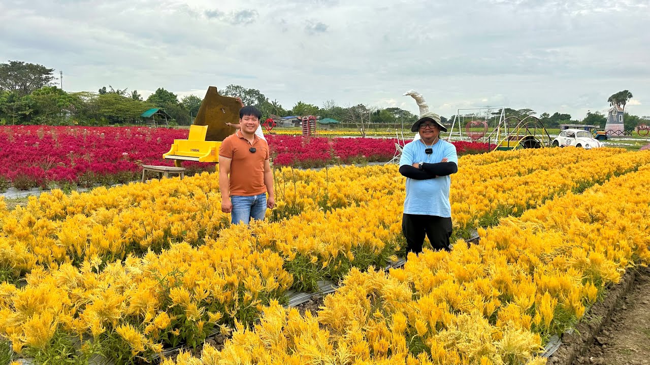 2 Months SEAMAN, 2 Months FARMER: Pano nya Nagagawang laging Maganda ang Flower Farm nya?