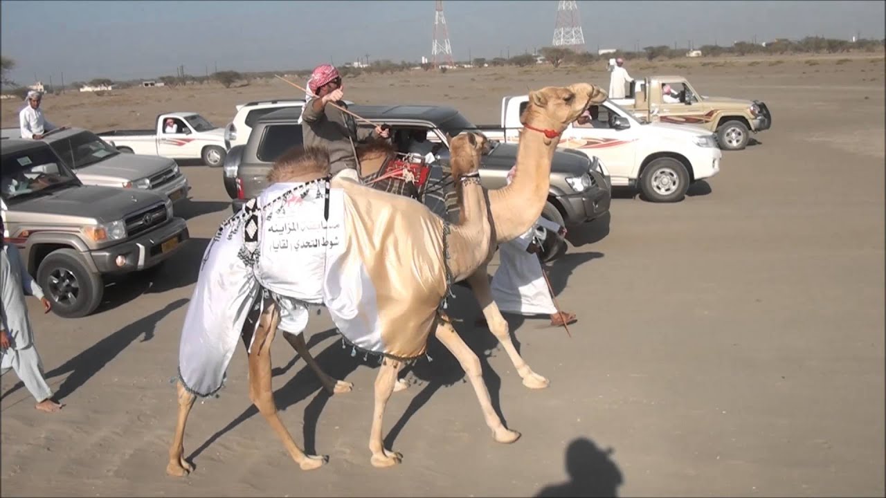 مسيرة جمايل الصقيعه لرجل الاعمال سيف بن خميس الصقيعه البادي