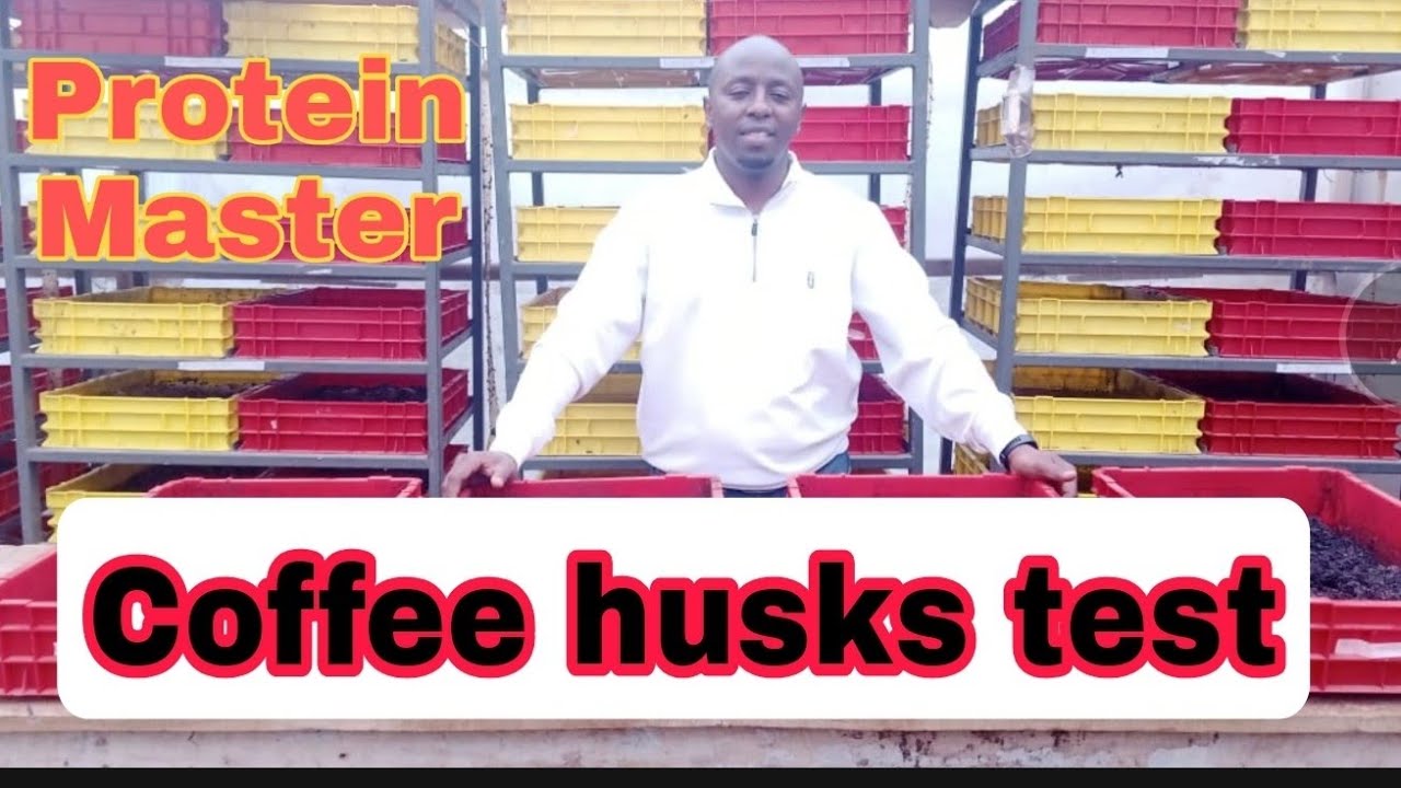 Black soldier fly neonates  versus Coffee husk