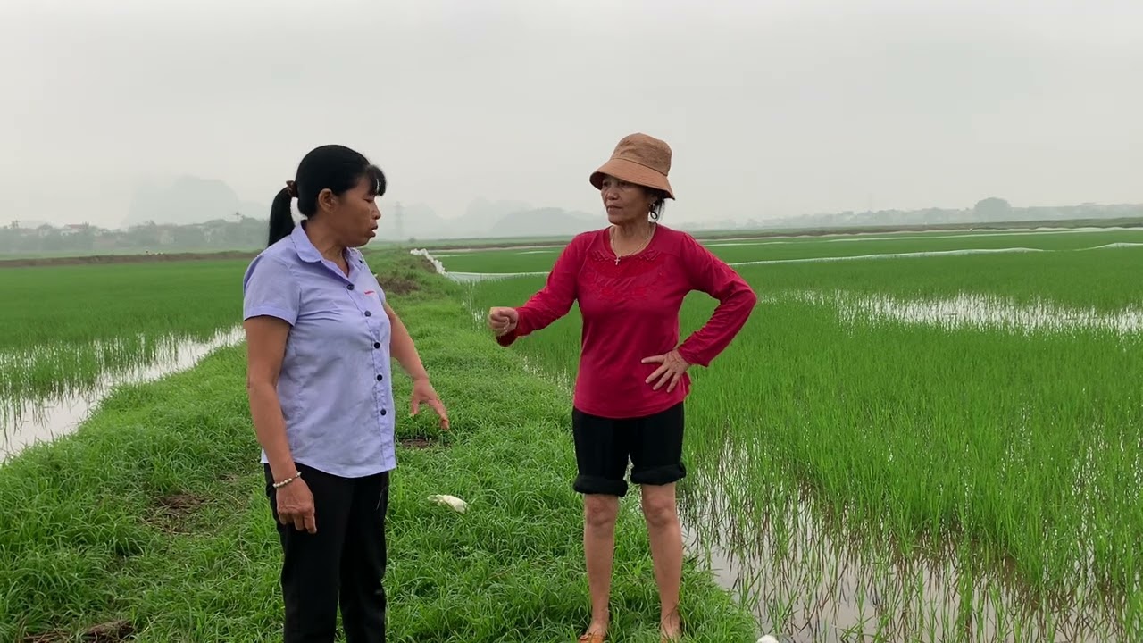 Mụ Phượng khôn lỏi muốn bà quế lấy lại hết 