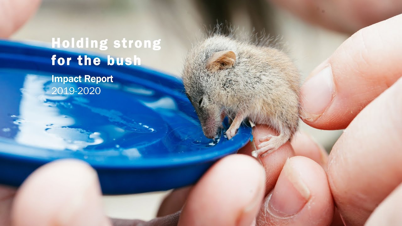 Webinar: A Year of Impact