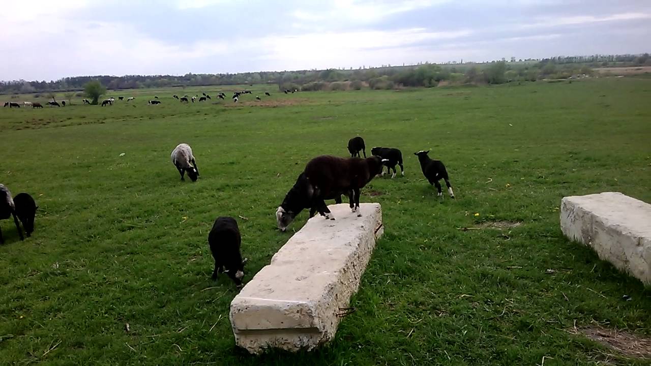 Romanov lambs two months old.