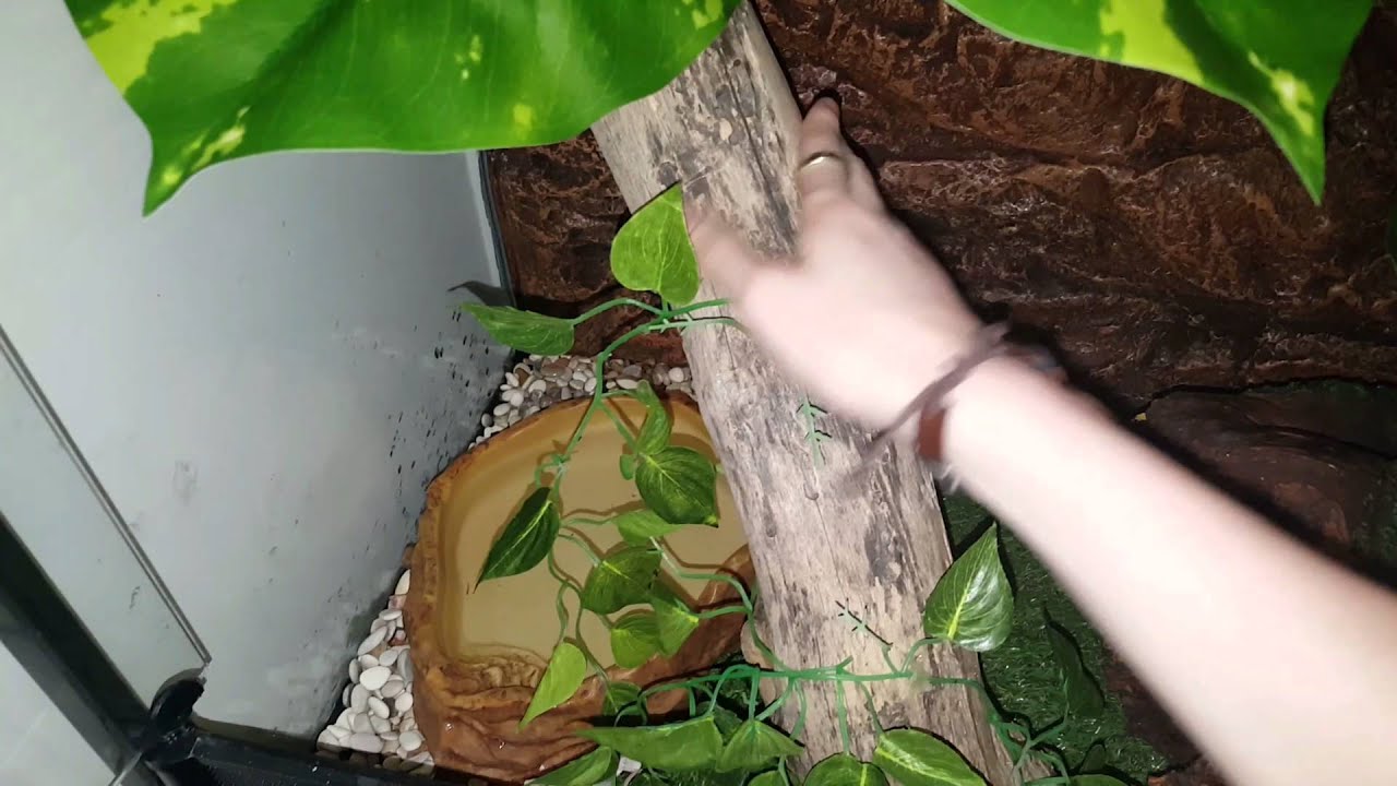 How to set up a Green Tree Frog Vivarium (Litoria caerulea)