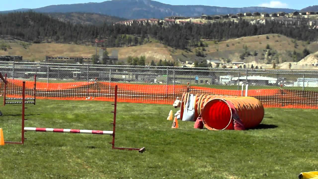 Darby, Masters Jumpers AAC Agility