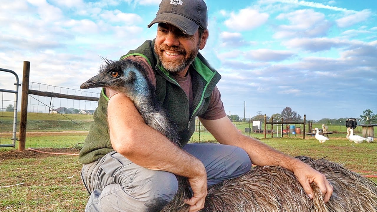 Owning An Emu As Pet, Has Been An Adventure!