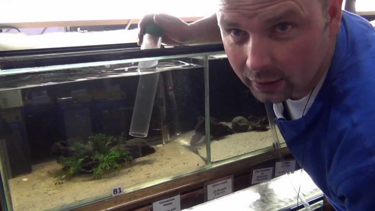 Aquarium Maintenance - How to Clean a Fish Tank by Pondguru