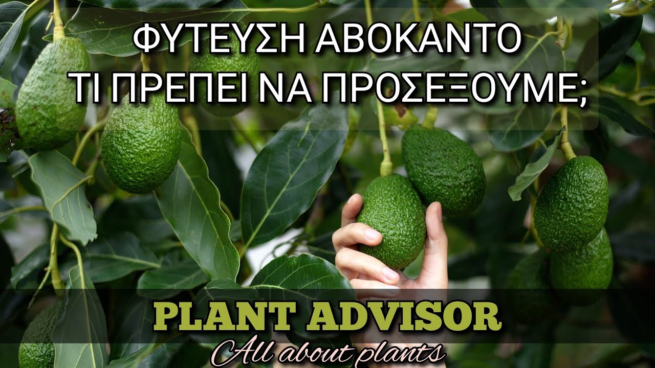Φύτευση Αβοκάντο ‼️Τι πρέπει να προσέξουμε ⁉️Plant Advisor Greece
