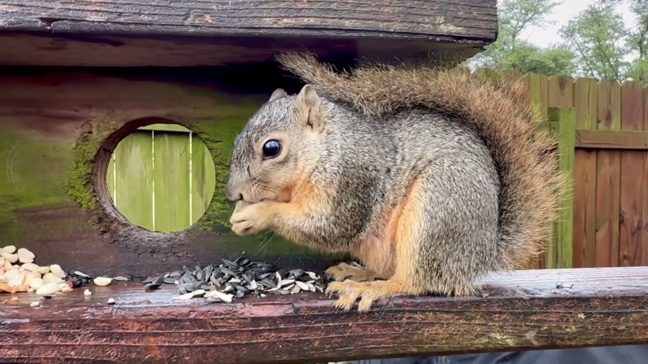 Calm After the Storm: Serene snack time for squirrel in suburbia #chillvibes 