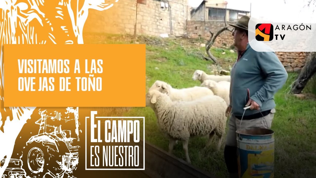 Volvemos a Alquezar a visitar las ovejas de Toño