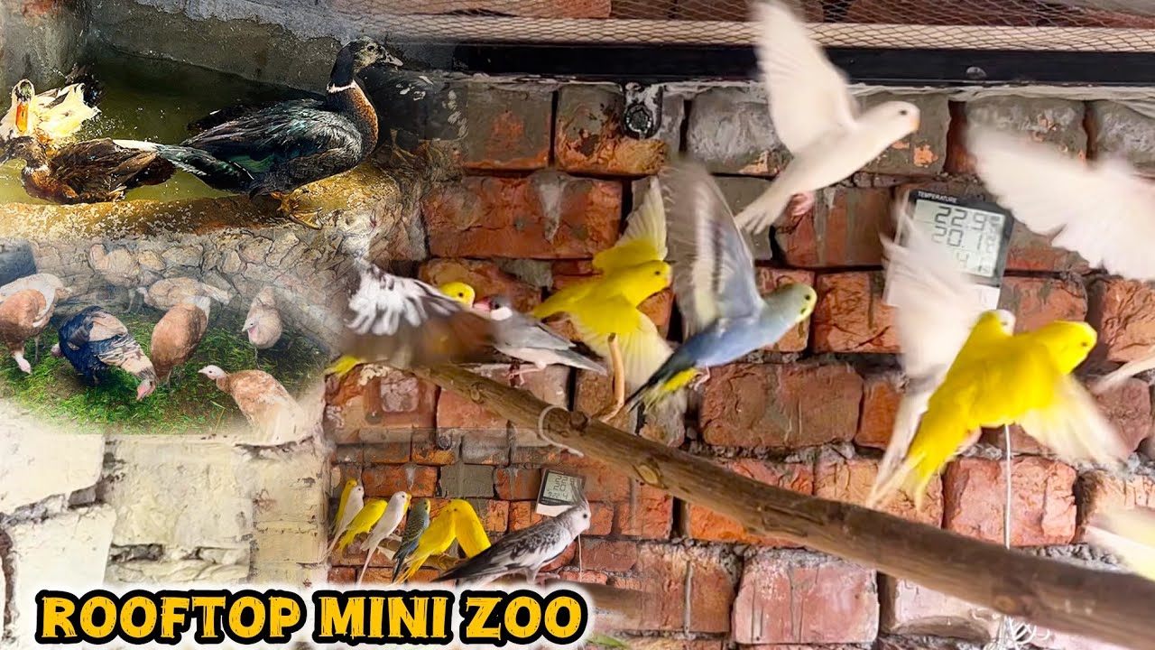 A Beautiful Morning At My Rooftop Mini Zoo 🦃🦆 🐐🦜🐦 🐕