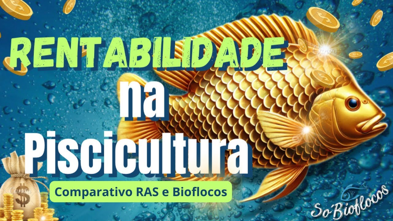RAS OU BIOFLOCOS: QUAL SISTEMA É MAIS RENTÁVEL NA PRODUÇÃO DE TILÁPIAS? @SoBioflocos