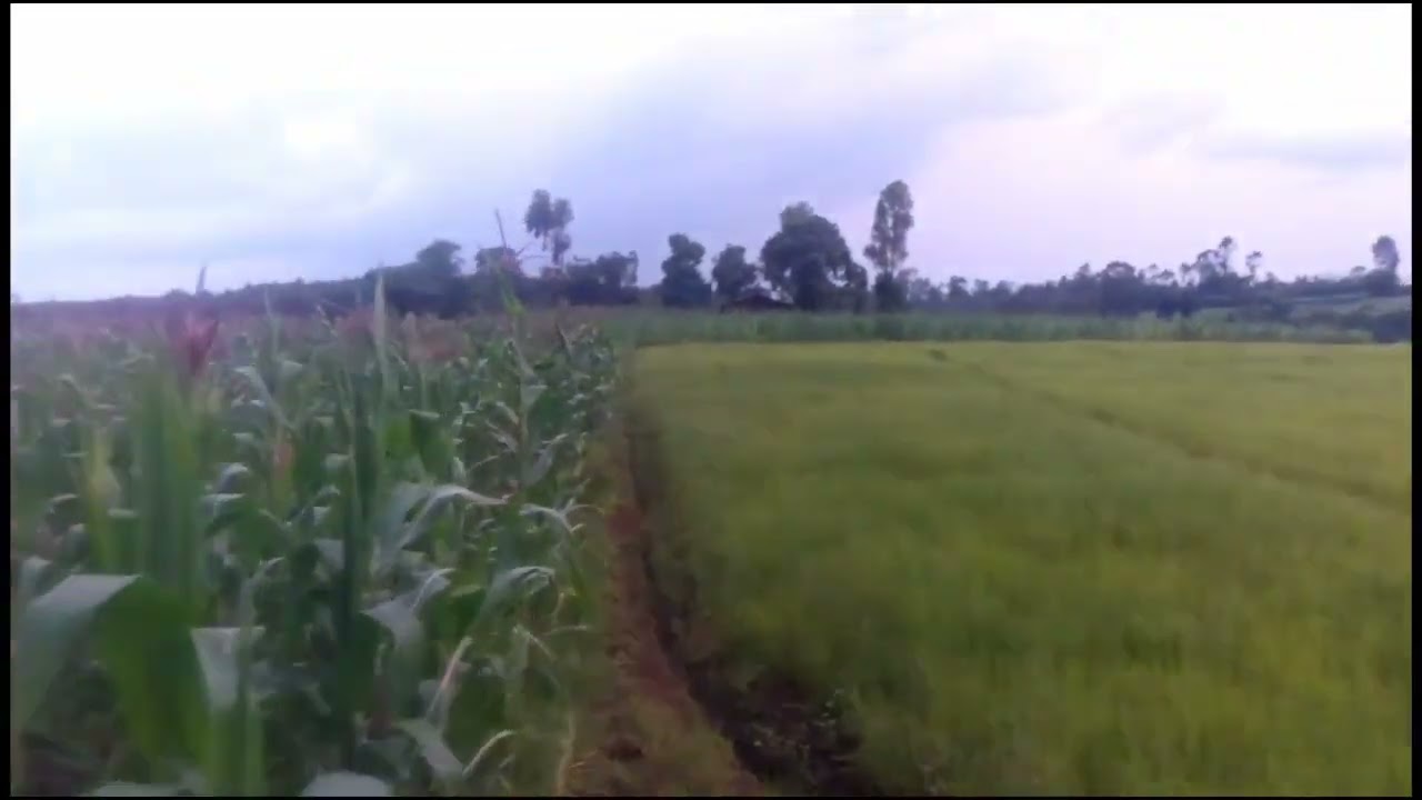 Betelem aklilu music/ ቤተለም አክሊሉ መዚቃ/ethiopan music
