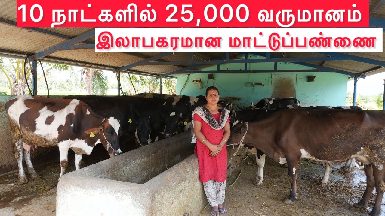 Successful dairy farm in salem district 
