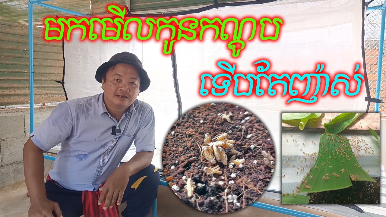 កូនកណ្តូបទើបញ៉ាស់ l ការមើលថែទាំកណ្តូបទើបកើត l #grasshopper #breeding #babygrasshopper