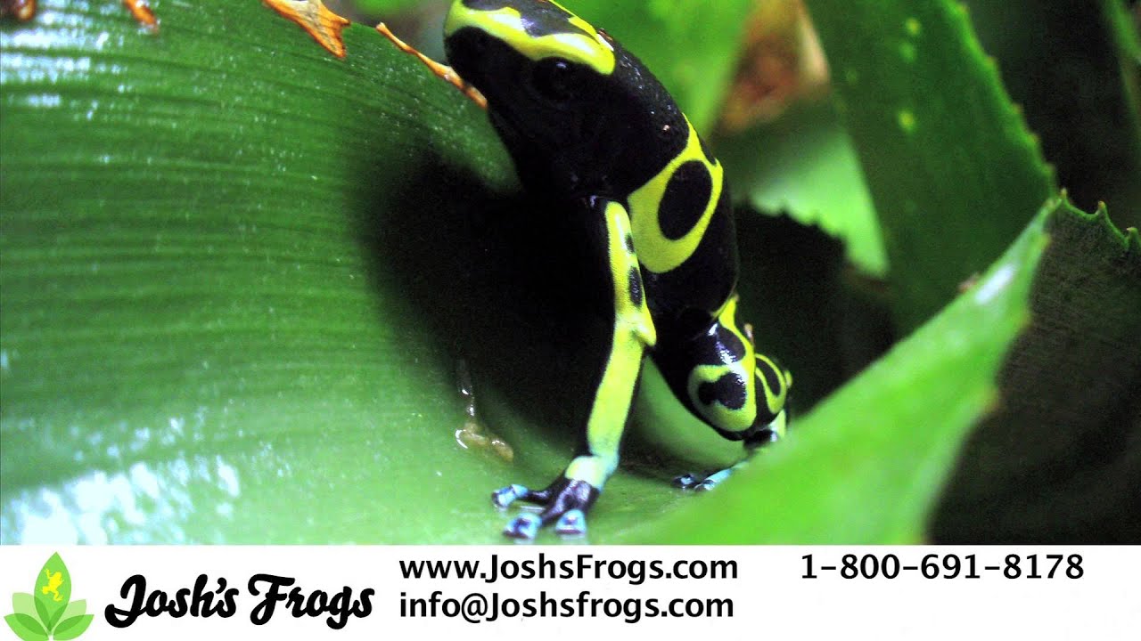 3 Great Dart Frogs for Beginners