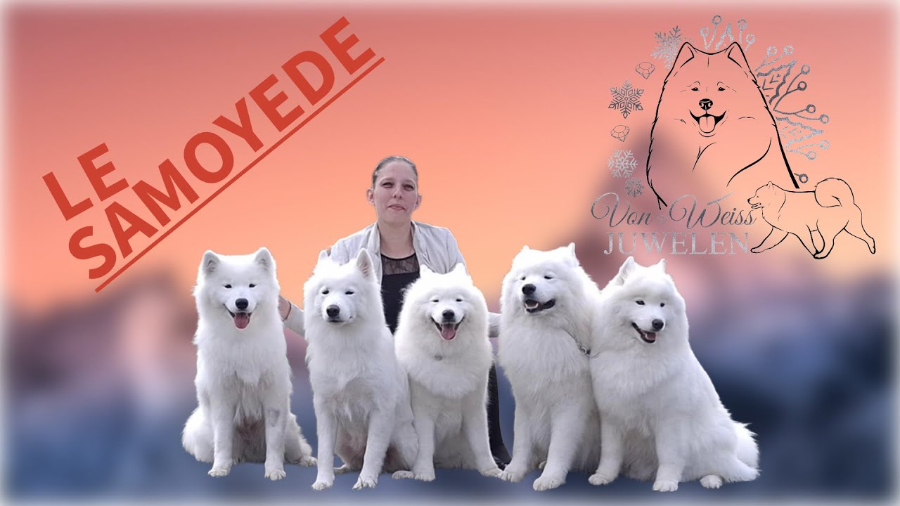 A LA RENCONTRE DU SAMOYÈDE AVEC ÉMILIE Élevage : Von Weiss juwelen 🐻‍❄️