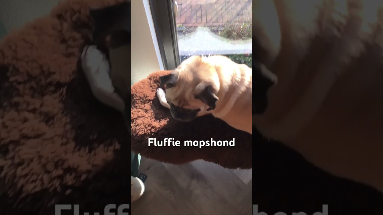 Mopshond