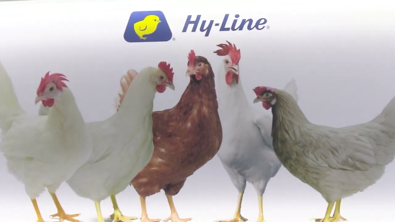 HASHIMOTO of Nihon Layer speaks about the Japan Egg Market