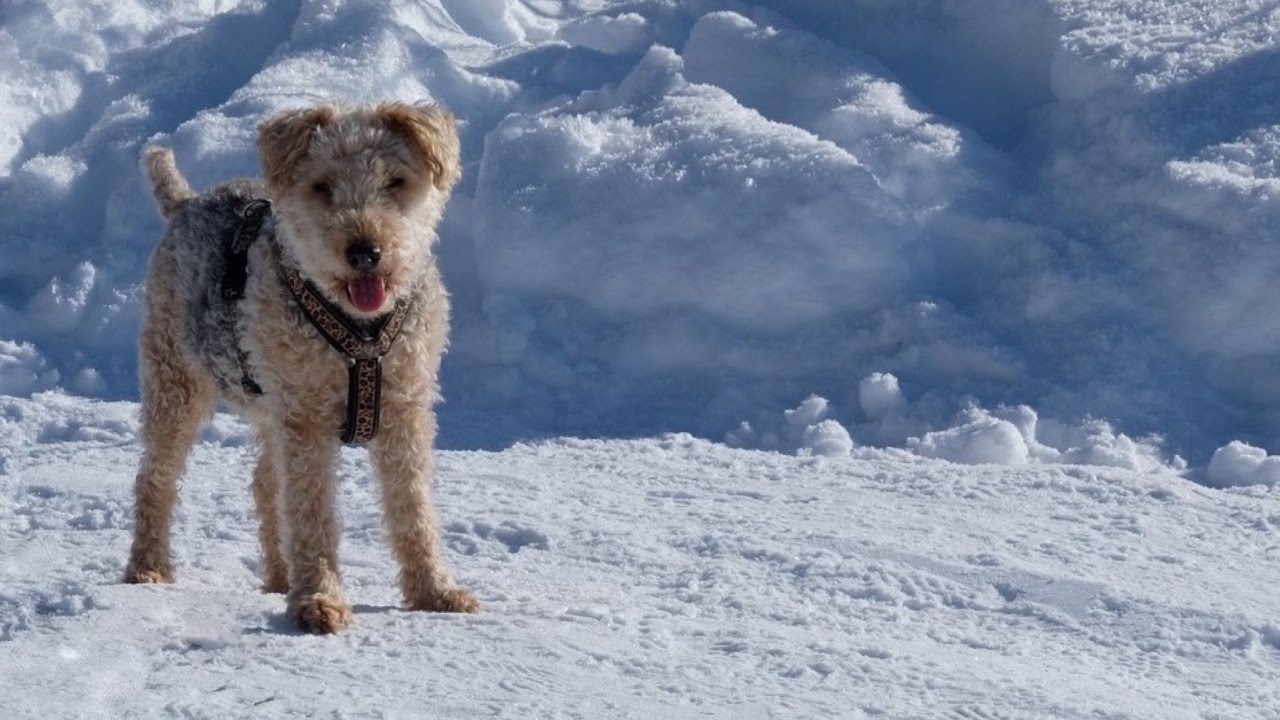 Lakeland Terrier Pucki - Happy in the snow by ilicochannel