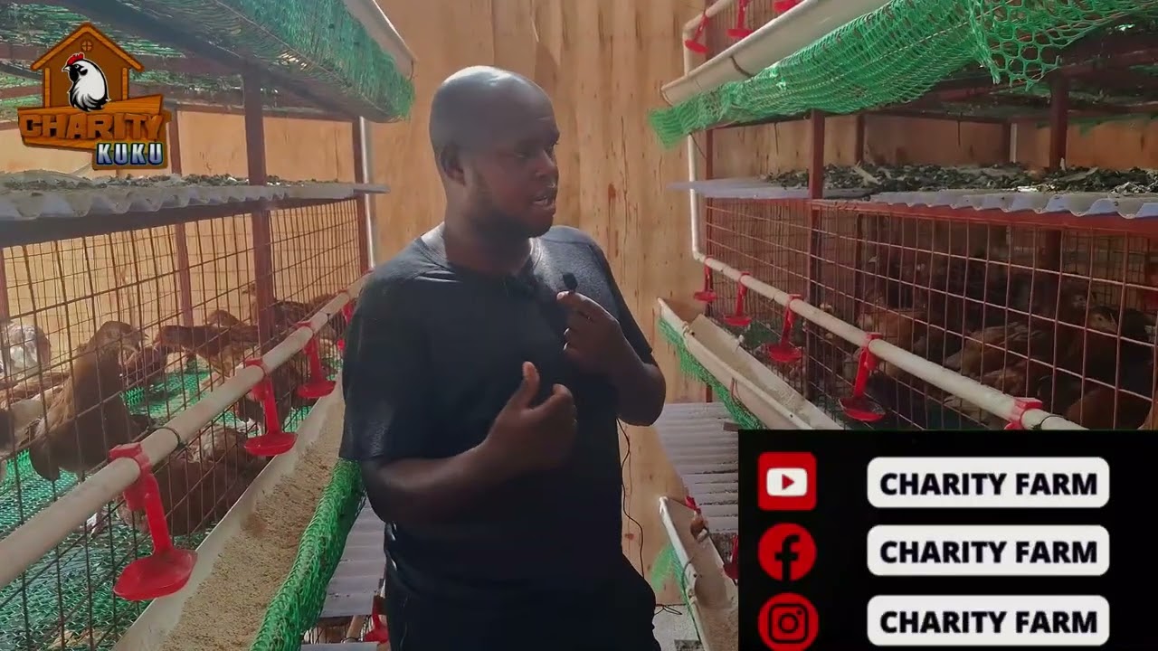 BANDA LA KUKU 1000 MBEZI MAKABE/LOCAL CAGE ZA CHUMA ##UfugajiWaKuku,#ufugajiwakisasa #UfugajiBora
