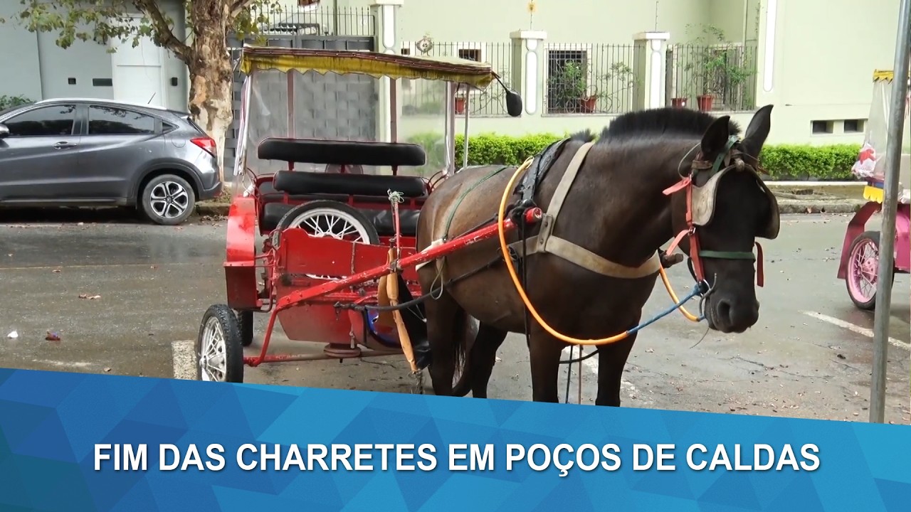 Poços de Caldas proíbe trânsito de veículos de tração animal