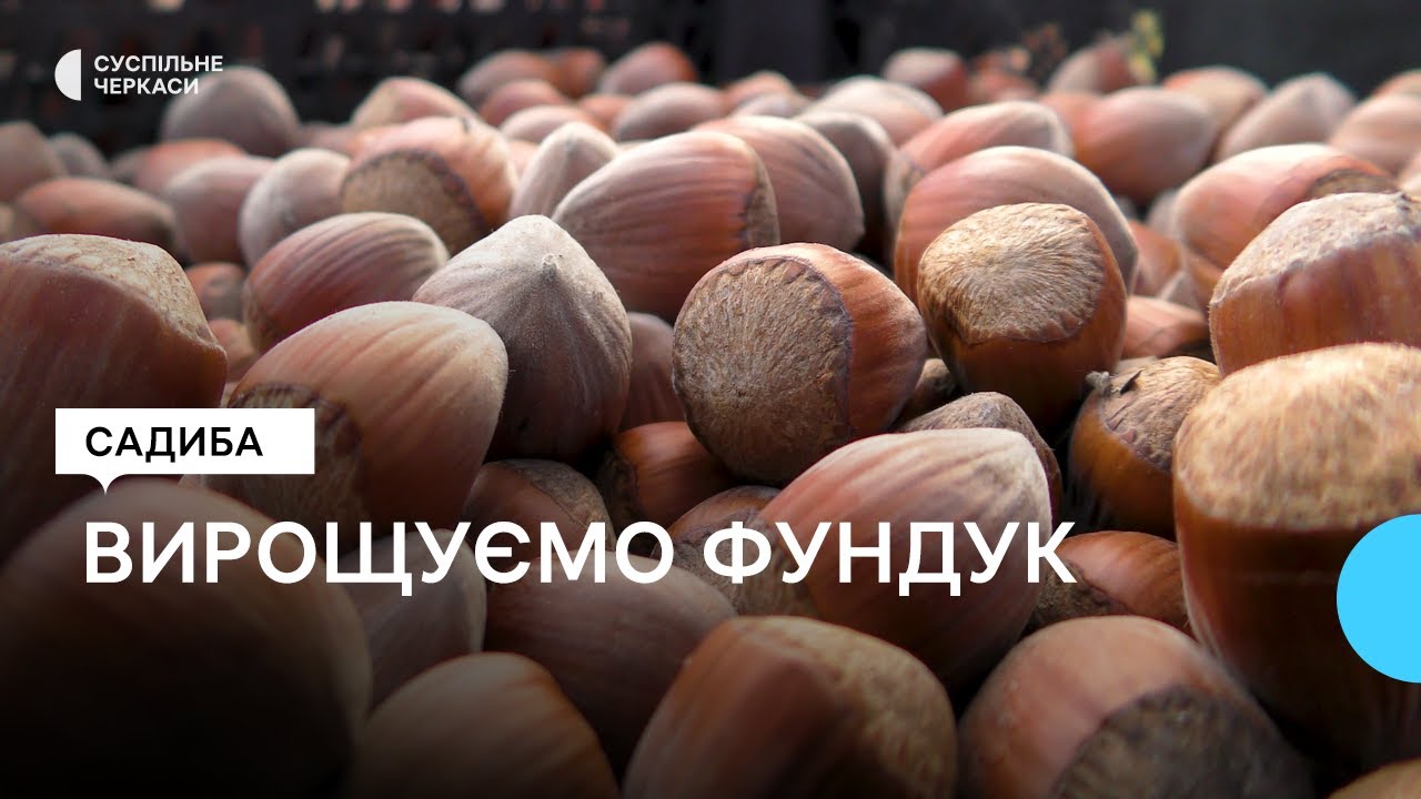 Чи можна виростити фундук з горішка: експерименти черкаського садівника