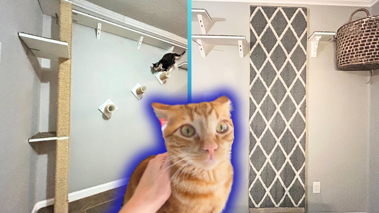 DIY Cat Carpet Wall, Swinging Bridge & Eight Foot Scratch Post!