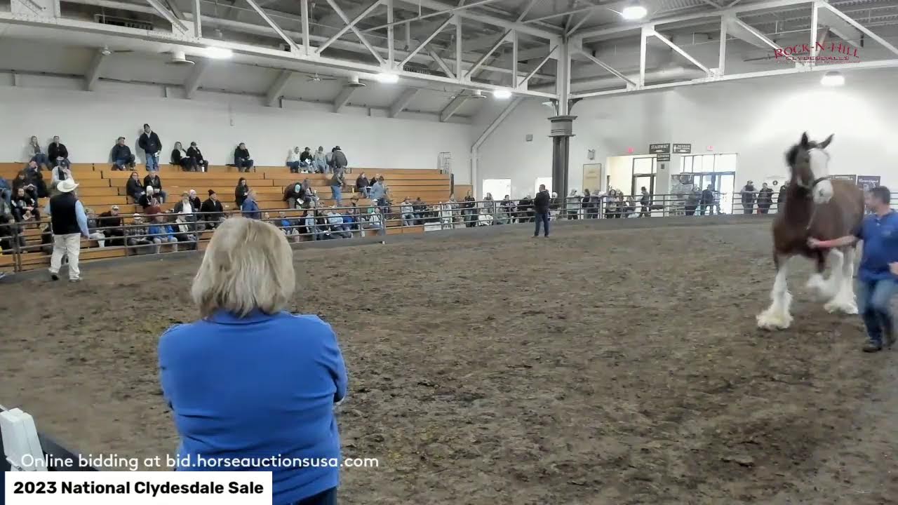 2023 National Clydesdale Sale  Springfield, IL