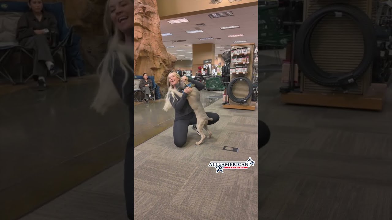 Fearful 5 month old Cane Corso I Puppy Confidence Building I Puppy Training Phoenix  IAllAmerican K9