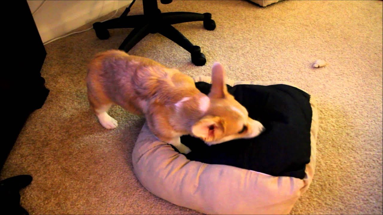 Waffles: What is bed?