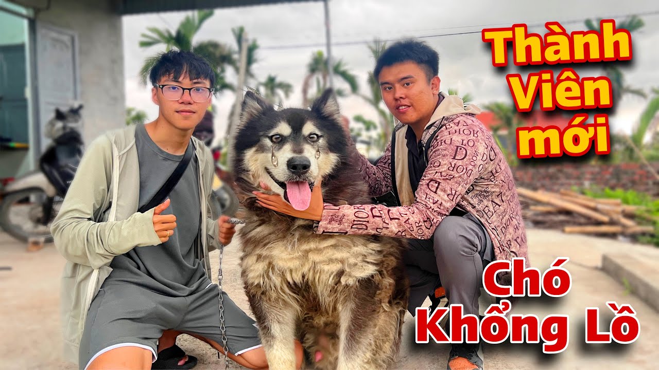 Nhận Nuôi Chó Alaska Khổng Lồ Bị Bỏ Rơi Rất Đáng Thương Và Giới Thiệu Thành viên Mới | Dương KC