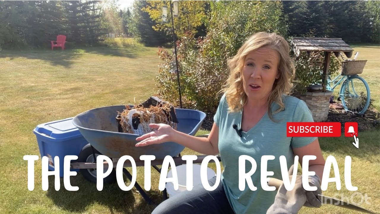 Potato Reveal / Grown in a Dollar Store Laundry Basket - 2022 Harvest
