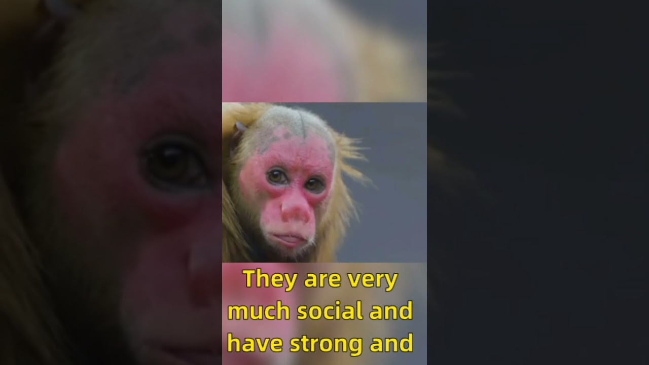 Blade Uakari: The Monkey with a Unique Appearance - Extraordinary Monkeys -- Part 3