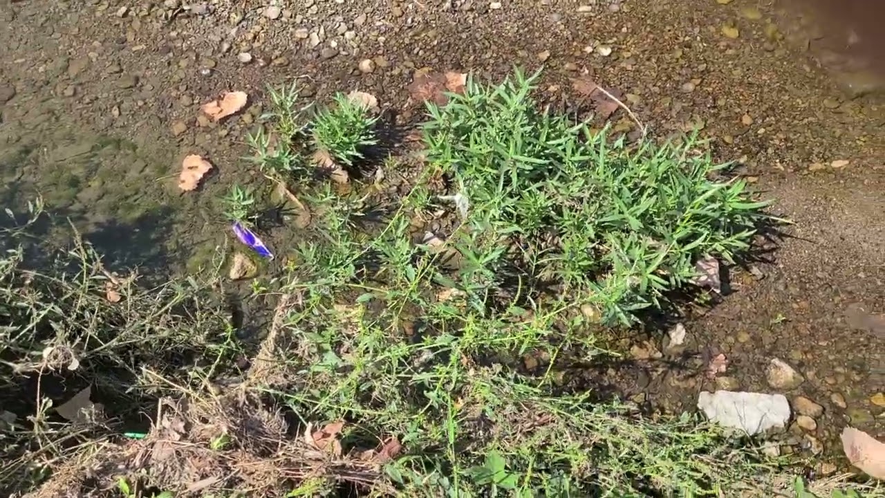 Aquatic Plant Around Me #4