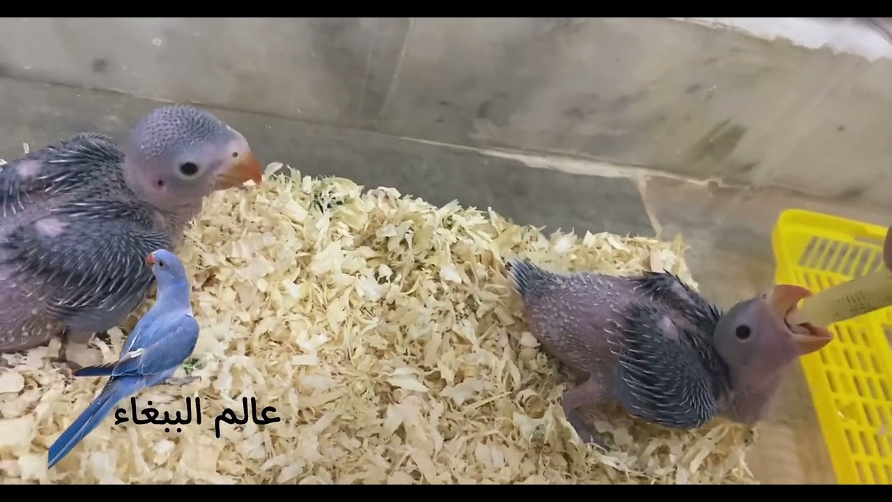 غر فروخ ببغاء الدرة | المتوه