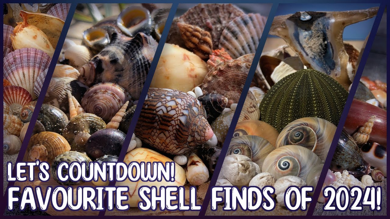 Shelling Countdown - Favourite Shell Finds of 2024!
