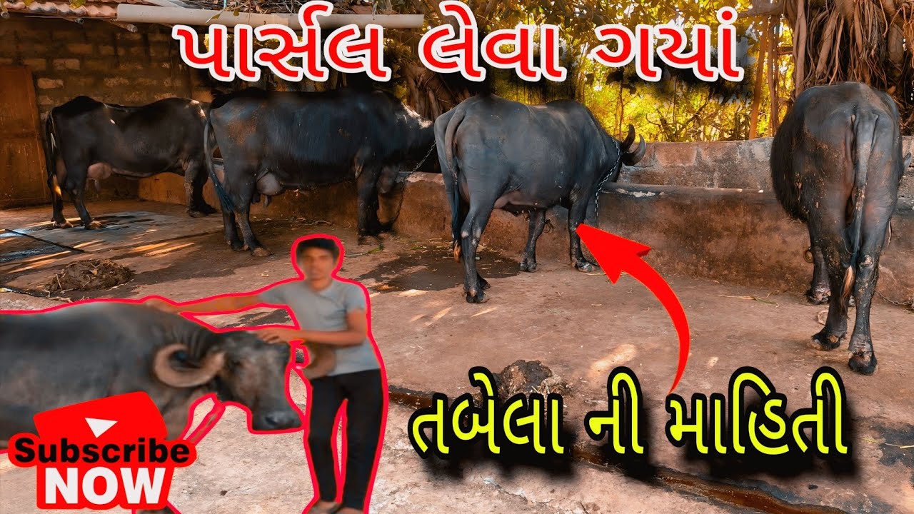 પાર્સલ લેવા ગયાં #trending #sisodiya mahendra vlogs #baffalo #jaimatadi #funny #comedy #vlog #like 